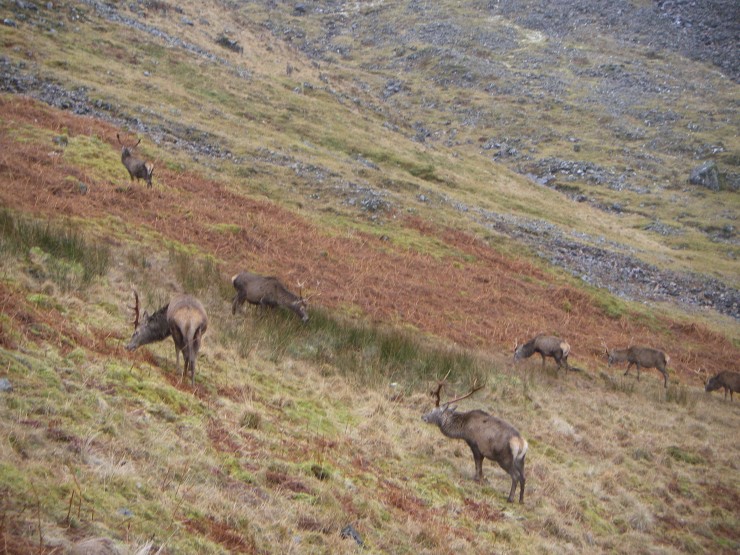 Red deer browse near to the Lochan path - which was quiet today!