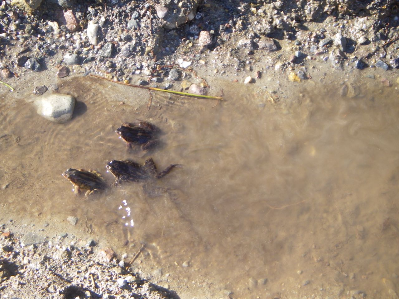Plenty of Glen Coe frogs enjoying the sunshine.