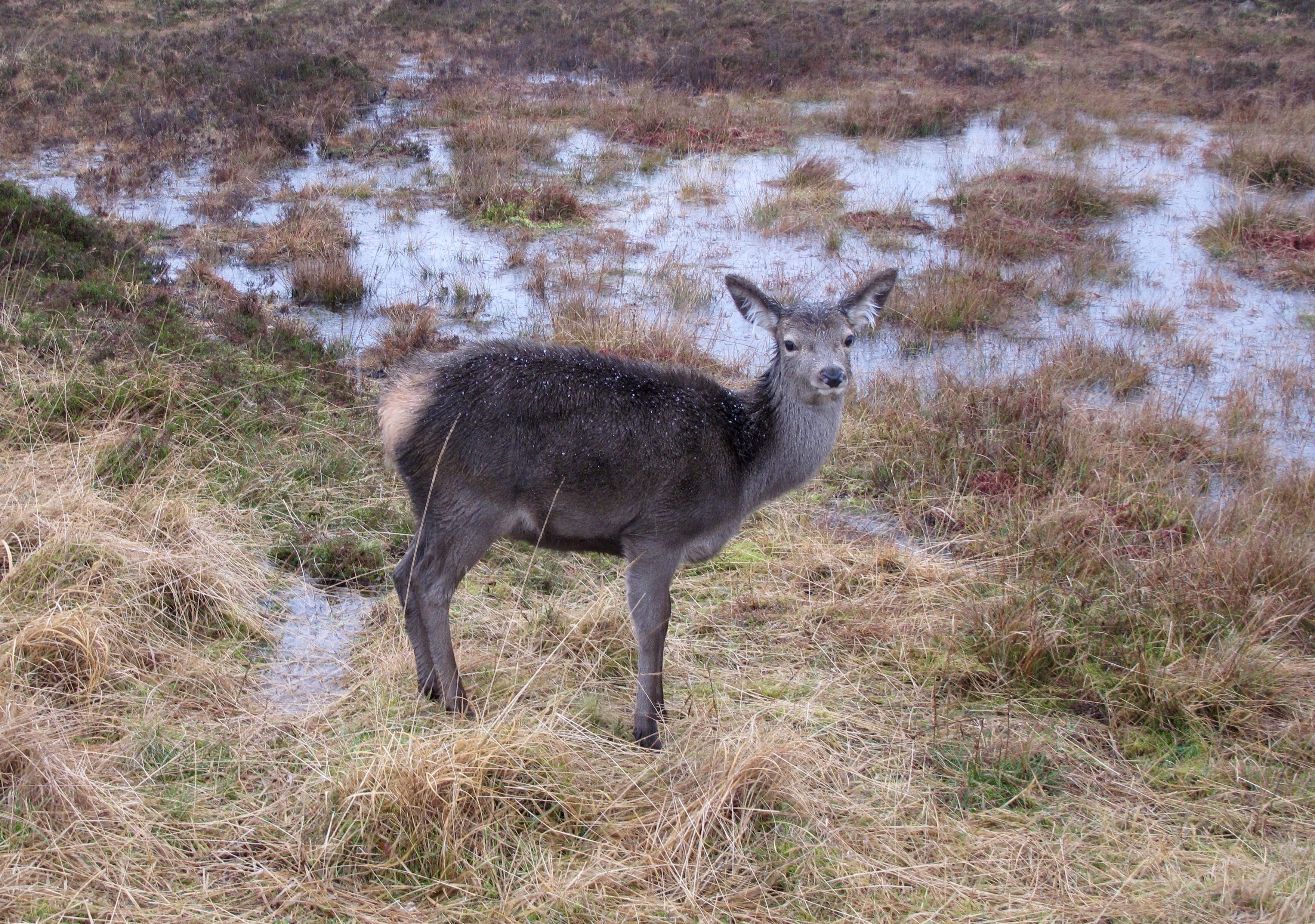 Young Red Deer, they knew the snows were coming to lower elevations. 