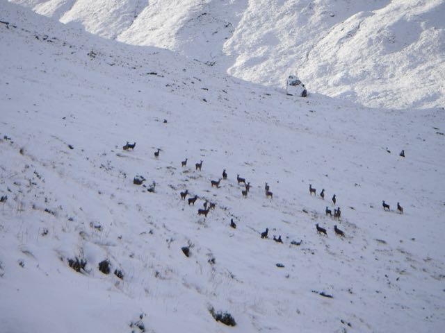 Deer browsing low down on the North aspect of Stob Coire Raineach
