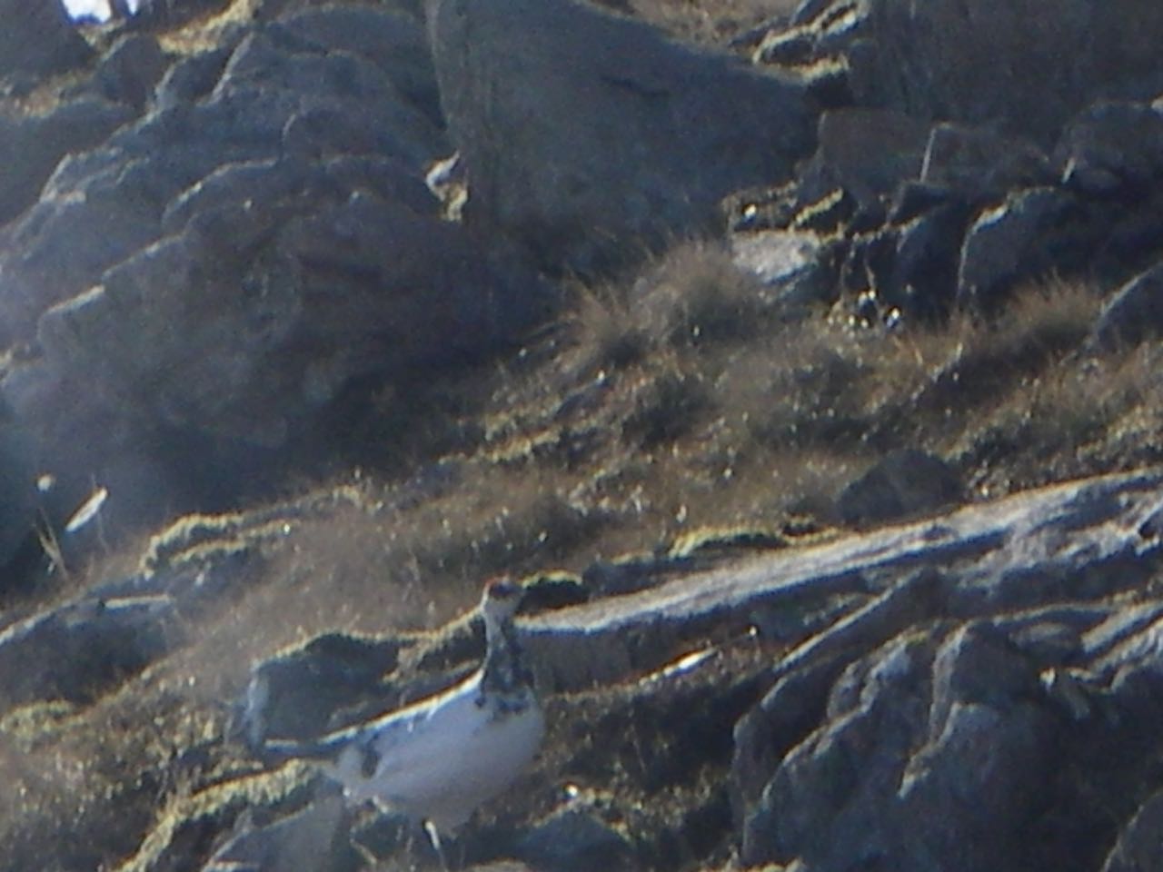 That friendly (and slightly disorientated) ptarmigan