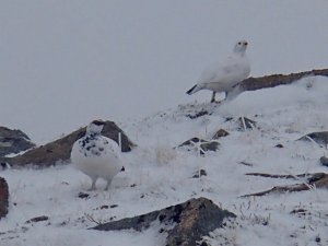 Light snow showers with poor visibility